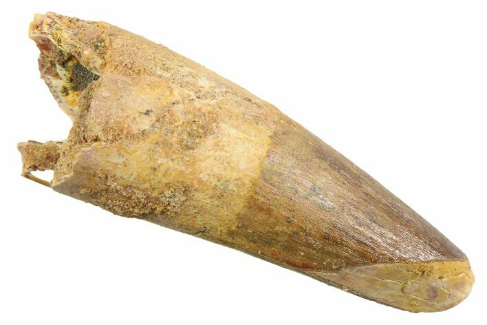Fossil Spinosaurus Tooth - Feeding Worn Tip #352400